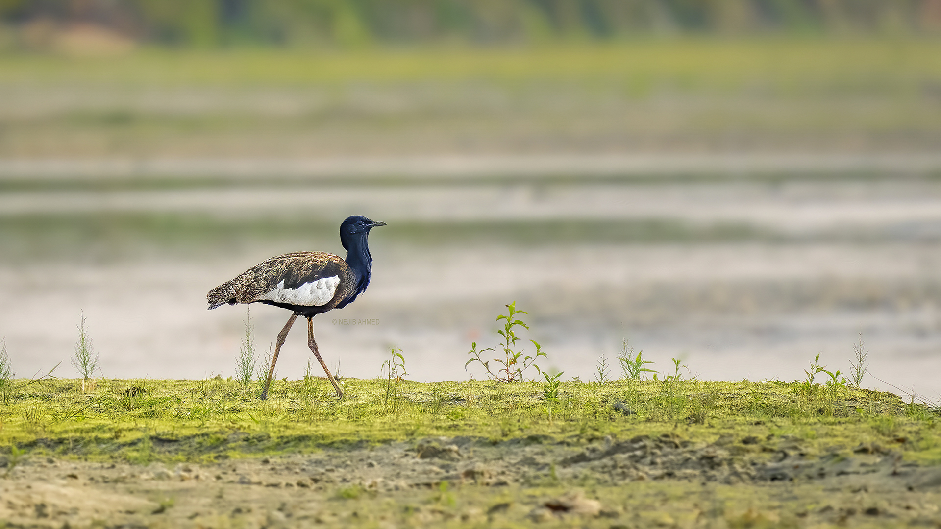 Rare sighting of critically endangered Bengal Florican captured at Orang National Park, Assam, India © WWW.NEJIBAHMED.COM .jpg